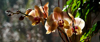211007_05480_A7RIV Autumn 2021 Orchids in Our Home