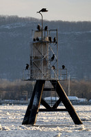 190219_3713_EOS M5 Cormorants at Steamboat Waterfront on the Hudson River