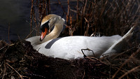 190328_4201_EOS M5 A Mute Swan Pen Cares for Her Eggs in Spring 2019 at Teatown Lake