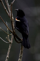 190515_4593_EOS M5 A Male Red Winged Blackbird, Agelaius phoeniceus, at Teatown