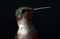 190516_4645_EOS M5 A Female Hummingbird Strikes a Pose at Westmoreland Sanctuary