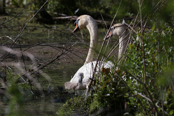 190524_4735_EOS M5 A 12 Day Old Mute Swan Cygnet Explores Teatown Lake with Its Parents
