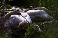 190524_4722_EOS M5 Mute Swan Parents Join Their 12 Day Old Cygnet in a Late Afternoon Nap on Teatown Lake