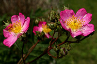 190531_4793_EOS M5 Eglantine Sweet Briar Roses in Our Spring Gardens
