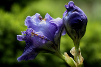 190605_4856_EOS M5 Irises in Our Spring Gardens