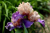 190605_4861_EOS M5 Irises in Our Spring Gardens