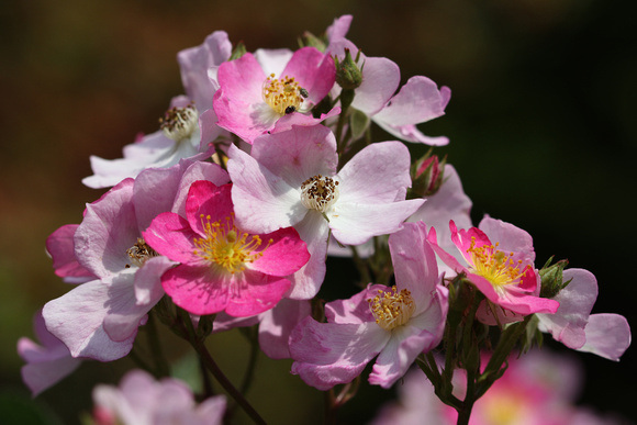 190605_4864_EOS M5 Eglantine Sweet Briar Roses in Our Spring Gardens