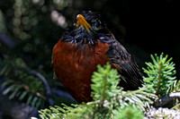 190626_5213_EOS M5 An American Robin, Turdus migratorius, in Our Summer Gardens
