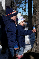 190216_4262_NX1 The Santevecchi Family Captures the First Sap Droplets From Their Adopted Maple Tree for Sugaring Season at Westmoreland Sanctuary