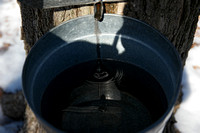 190216_4246_NX1 A Maple Sap Bucket is More Than Half Full After 24 Hours at Westmoreland Sanctuary