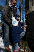 190216_4258_NX1 The Santevecchi Family Taps Their Adopted Maple Tree for Sugaring Season at Westmoreland Sanctuary