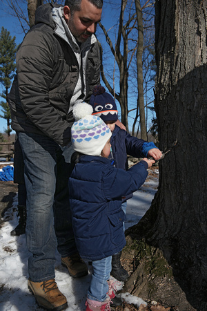 190216_4258_NX1 The Santevecchi Family Taps Their Adopted Maple Tree for Sugaring Season at Westmoreland Sanctuary