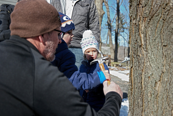 190216_4263_NX1 The Santevecchi Family Taps Their Adopted Maple Tree for Sugaring Season at Westmoreland Sanctuary