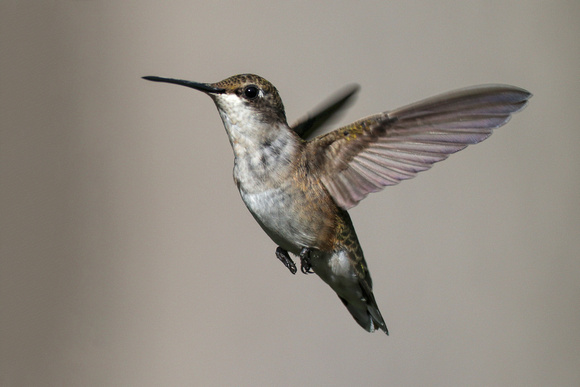 190815_6200_EOS M5 A Female Ruby-throated Hummingbird, Archilochus colubris, in Our Summer Gardens