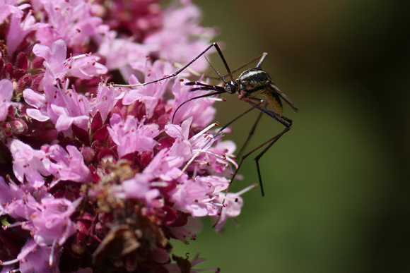 190822_6278_EOS M5 A Mosquito, Culicidae, on an Oregano Bloom in Our Herb Gardens