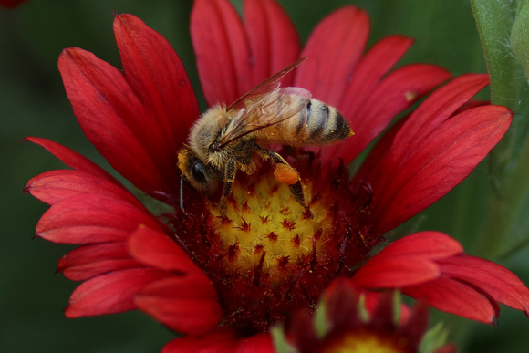 190824_6345_EOS M5 A Female Honey Bee on an Arizona Red Shades Blanket Flower, Gaillardia grandiflora, in Our Summer Gardens