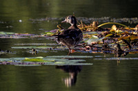 190903_6493_EOS M5 A Wood Duck in the Late Day Sun on Teatown Lake