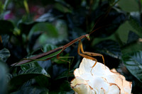190904_6553_EOS M5 An Adult Female Praying Mantis in the Late Day Sun on a Fading Gardenia in Our Summer Gardens