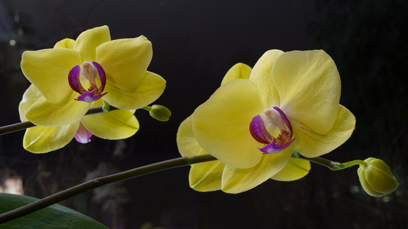 240223_09794_95_A7RIV Our First Orchids, Phalaenopsis, of 2024