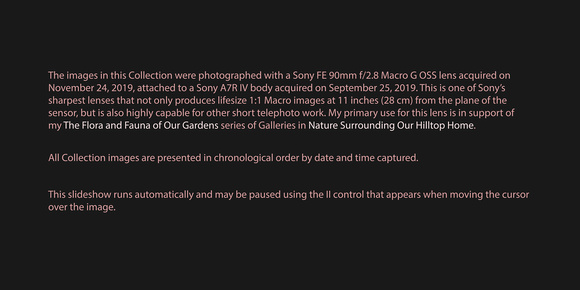 191124 Sony FE 90mm f/2.8 Macro G OSS on Sony A7R IV
