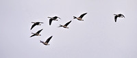 200108_01162_A7RIV Canadian Geese Fly Over George's Island