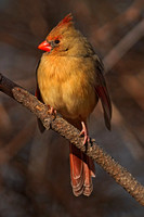 200122_01224_A7RIV A Female Cardinal in Winter at Croton Point
