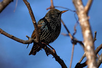 200122_01241_A7RIV A Starling, Sturnidae, at Croton Point