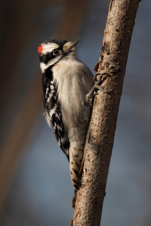 200122_01261_A7RIV A Male Downy Woodpecker, Picoides pubescens, at Croton Point