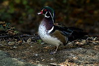190917_6718_EOS M5 A Male Wood Duck, Aix sponsa, at a Pond Near the Applachian Trail