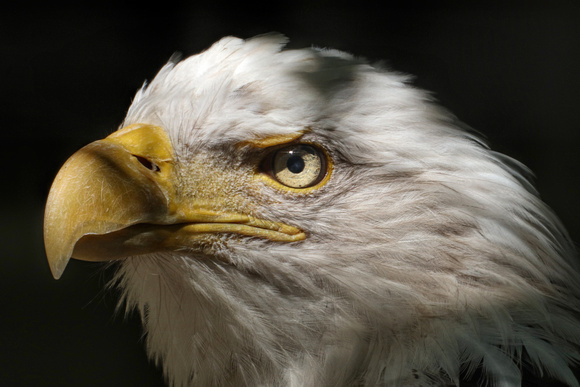 190917_6694_EOS M5 An American Bald Eagle Near the Appalachian Trail