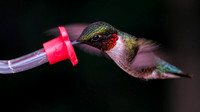 180715_3630_NX1 A Male Ruby-throated Hummingbird, Archilochus colubris, Finds the New Feeder in the Virginia Gardens