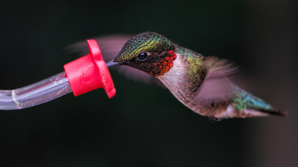 180715_3630_NX1 A Male Ruby-throated Hummingbird, Archilochus colubris, Finds the New Feeder in the Virginia Gardens