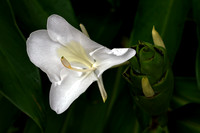 170814_3397_NX1 A White Ginger Flower, Hedychium coronarium, in the Virginia Gardens