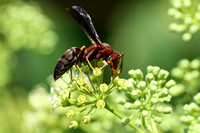 190720_5635_EOS M5 A Paper Wasp, Polistes parametricus, in the Virginia Gardens