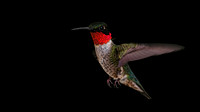 180717_3636_NX1 A Male Ruby-throated Hummingbird, Archilochus colubris, In the Virginia Gardens