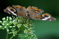 190718_5597_EOS M5 A Buckeye Butterfly, Junonia coenia, in the Virginia Gardens