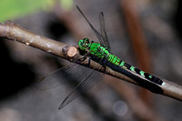 190721_5700_EOS M5 A Male Eastern Pondhawk Dragonfly, Erythemis simplicicollis, in the Virginia Gardens