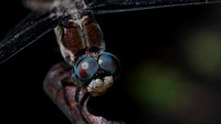 180720_3683_NX1 A Female Blue Dasher Dragonfly, Pachydiplax longipennis
