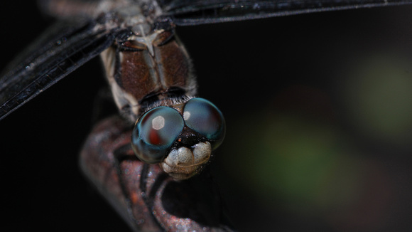 180720_3683_NX1 A Female Blue Dasher Dragonfly, Pachydiplax longipennis