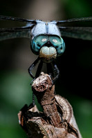 180715_3604_NX1 Portrait of a Blue Dasher Dragonfly