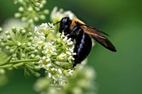 190719_5616_EOS M5 An Eastern Carpenter Bee, Xylocopa virginica, in the Virginia Gardens
