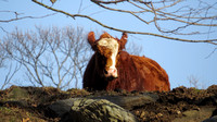 Simmental Cattle at Hudson Pines Farm 2003-2016