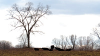 130313_0663_SX50 Cattle in the Hudson Pines Pasture by Rockefeller Preserve