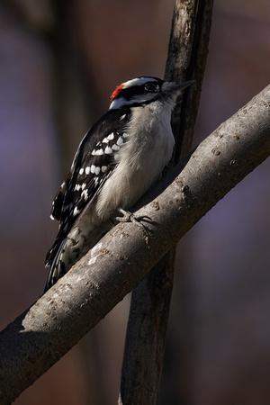 191115_00698_A7RIV A Male Downy Woodpecker, Picoides pubescens, at Croton Point