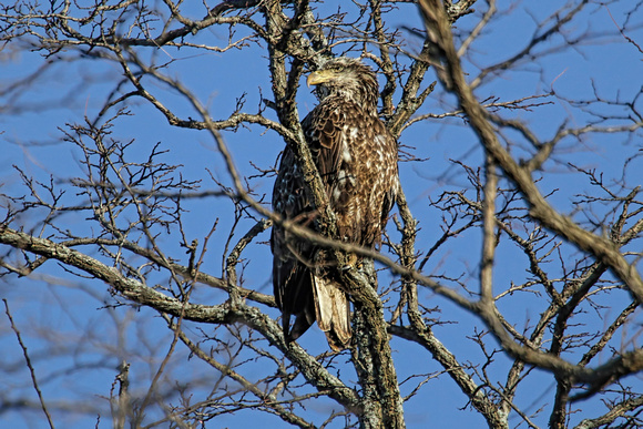 180227_1533_EOS M5 A Young American Bald Eagle in the Golden Morning Sun at Croton Point on the Hudson River