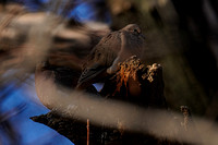 191115_00715_A7RIV North American Mourning Doves, Zenaida macroura, at Croton Point