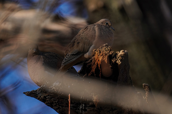 191115_00715_A7RIV North American Mourning Doves, Zenaida macroura, at Croton Point