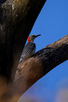 191115_00713_A7RIV A Female Red Bellied Woodpecker, Melanerpes carolinus, at Croton Point