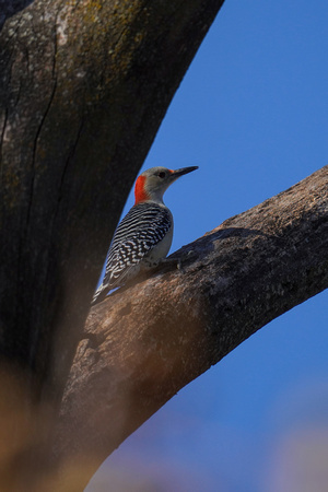 191115_00713_A7RIV A Female Red Bellied Woodpecker, Melanerpes carolinus, at Croton Point