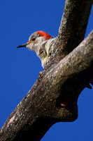 191115_00714_A7RIV A Female Red Bellied Woodpecker, Melanerpes carolinus, at Croton Point